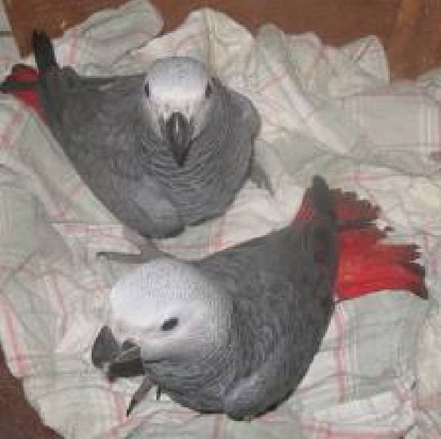 Foto 1 - Encantador cinza africano papagaios aves