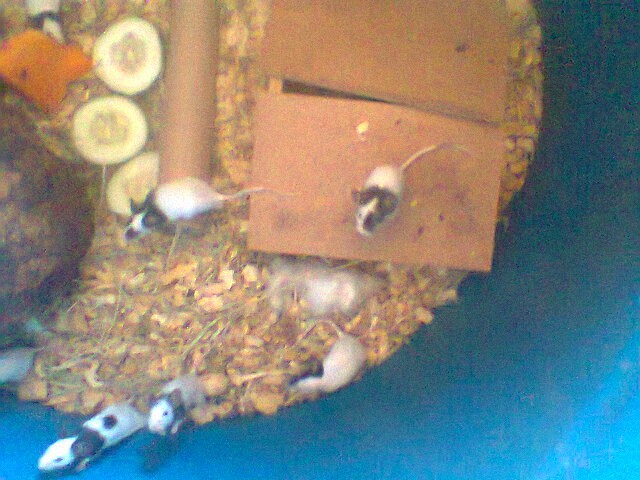 Foto 4 - Venda de hamster