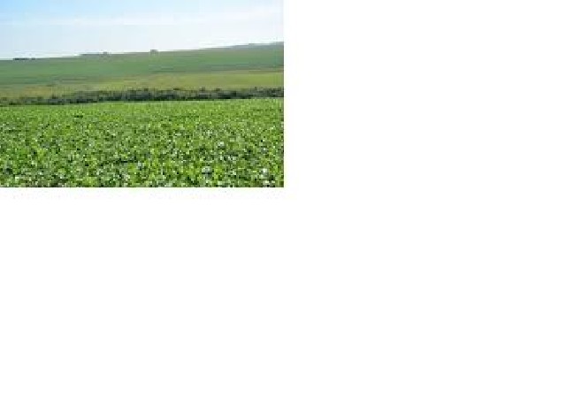 Venda de fazenda com arrendamento